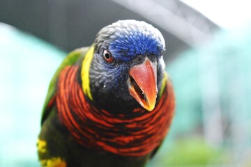 Close-up of a colorful parrot with vibrant plumage and a blurred background