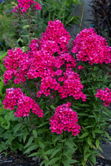 A pink Phlox in full bloom