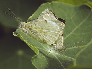 A pair of large white butterflies mating