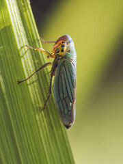 a close up of a green leaf hopper