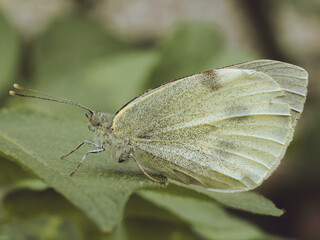 A side on shot of a large white butterfly