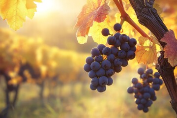 Vignoble in the Pays de la Loire with a grape cluster in the autumn.