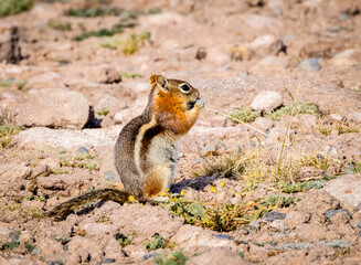 Chipmunk1