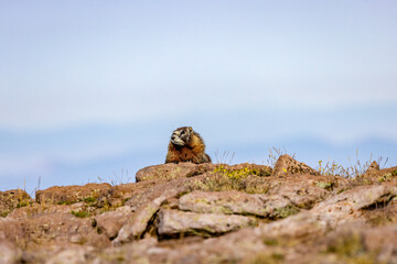 Marmots8