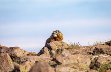 Marmots7