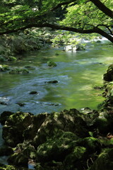 小田深山渓谷　水面を彩る緑　(愛媛県）