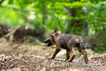 A gray wolf pup, Canis lupus, in its natural habitat. Carpathian Mountains, Poland.