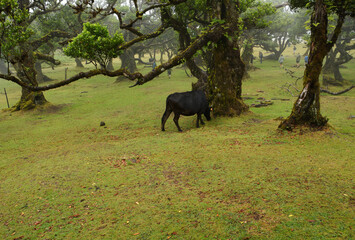 mystical Madeira's Fanal Forest in the fog, part of the indigenous Laurissilva forest on Madeira island (Portugal)