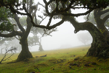 mystical Madeira's Fanal Forest in the fog, part of the indigenous Laurissilva forest on Madeira island (Portugal)