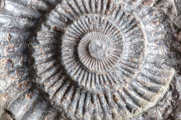 Ammonite fossil background backdrop set in rock. Prehistoric sea creature found on the Jurassic...