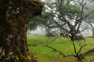 mystical Madeira's Fanal Forest in the fog, part of the indigenous Laurissilva forest on Madeira island (Portugal)