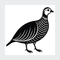 Chukar silhouette vector illustration.
