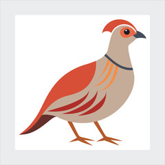  Chukar vector illustration