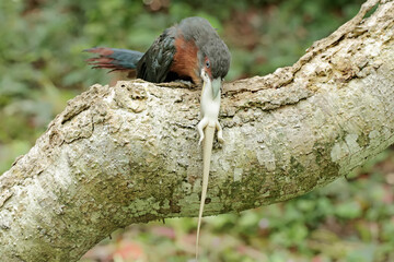 A young chestnut-breasted malkoha is preying on a common sun skink. This beautifully colored bird has the scientific name Phaenicophaeus curvirostris.