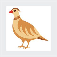  Chukar vector illustration