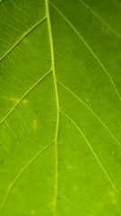 Closeup green leaf veins visible, light blurred background.