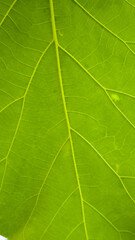 Closeup green leaf veins visible, light blurred background.