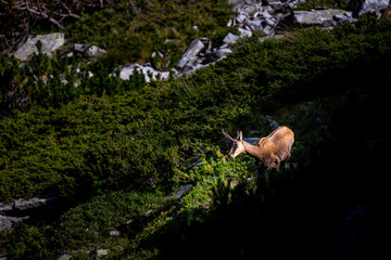 The balkan Chamois, Rupicapra rupicapra balcanica, in the Pirin mountains, Bulgaria.