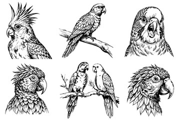 Set of parrots. On a white background in sketch style © dasha122007