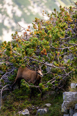 The balkan Chamois, Rupicapra rupicapra balcanica, in the Pirin mountains, Bulgaria.