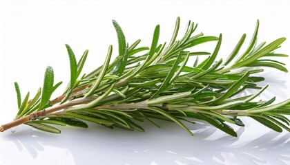 "Fragrant Herb: Rosemary Branch Isolated"