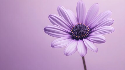 Obraz premium Single purple daisy flower, soft lavender petals, dark purple center, pale purple background, minimalist composition, clean aesthetic, gentle gradient lighting, pastel tones.