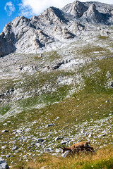 The balkan Chamois, Rupicapra rupicapra balcanica, in the Pirin mountains, Bulgaria.