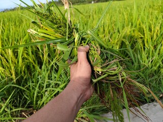 a bunch of wild grass held in hand with a background of rice plants in a rice field