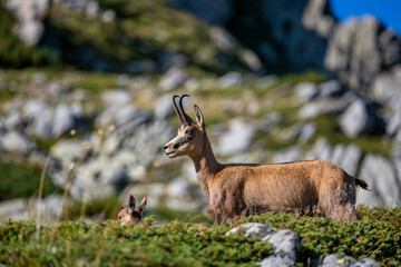 The balkan Chamois, Rupicapra rupicapra balcanica, in the Pirin mountains, Bulgaria.
