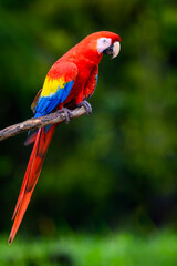 Scarlet Macaw (Ara macao) sitting on a branch, Costa Rica.