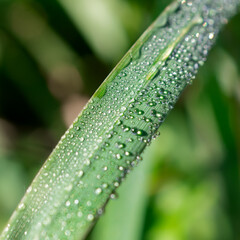 water drops on a leaf