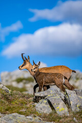 The balkan Chamois, Rupicapra rupicapra balcanica, in the Pirin mountains, Bulgaria.