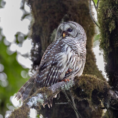 Barred Owl - Adult overlooking her fledglings.