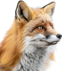 Fototapeta premium Close-up of a beautiful red fox with striking golden eyes and vibrant fur, looking off into the distance.