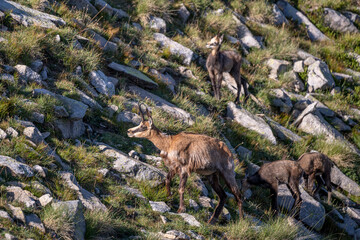 The balkan Chamois, Rupicapra rupicapra balcanica, in the Pirin mountains, Bulgaria.