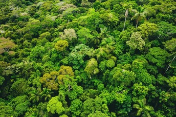 Aerial view of a dense, lush green forest with various tree species. Natural beauty and wilderness exploration concept.