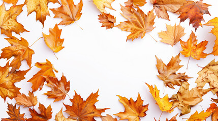 Fototapeta premium Border of fall maple leaves on a white background. Space for text. Greeting card.