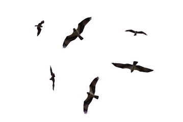 A flying eagel isolated on white backgound.