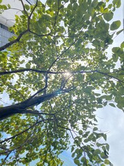 夏の木漏れ日