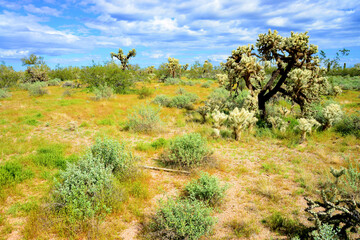 Cholla cactus, Sonora Desert, Mid Spring