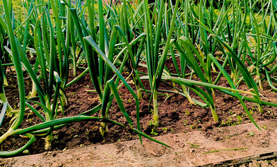 Growing young leeks in the backyard, on the plot. Green onions