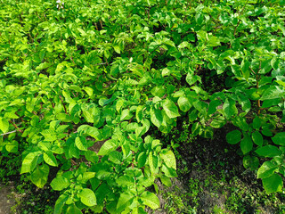 A vegetable garden with potatoes in the countryside. Long rows of planted potatoes.