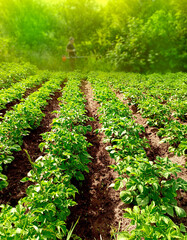A vegetable garden with potatoes in the countryside. Long rows of planted potatoes.
