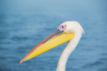 Close-Up of White Pelican by the Sea