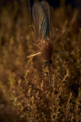 Details of a mosquito perched on vegetation