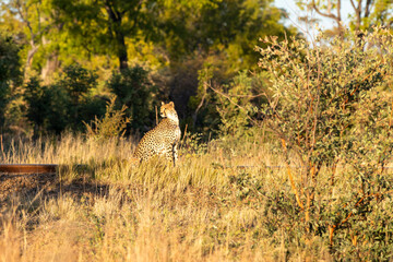 cheetah and cub Hwange game reserve Zimbabwe