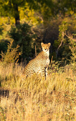 cheetah and cub Hwange game reserve Zimbabwe