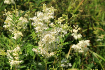 Fototapeta premium Close up of the flowers of Filipendula ulmaria, commonly known as meadowswee during summer. white meadow flowers