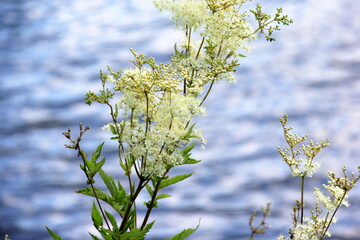Close up of the flowers of Filipendula ulmaria, commonly known as meadowswee during summer. white...