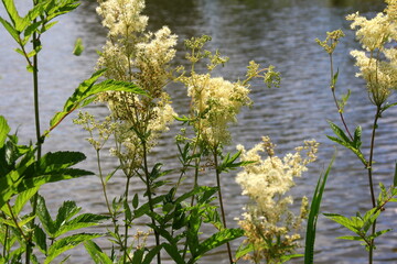 Close up of the flowers of Filipendula ulmaria, commonly known as meadowswee during summer. white meadow flowers